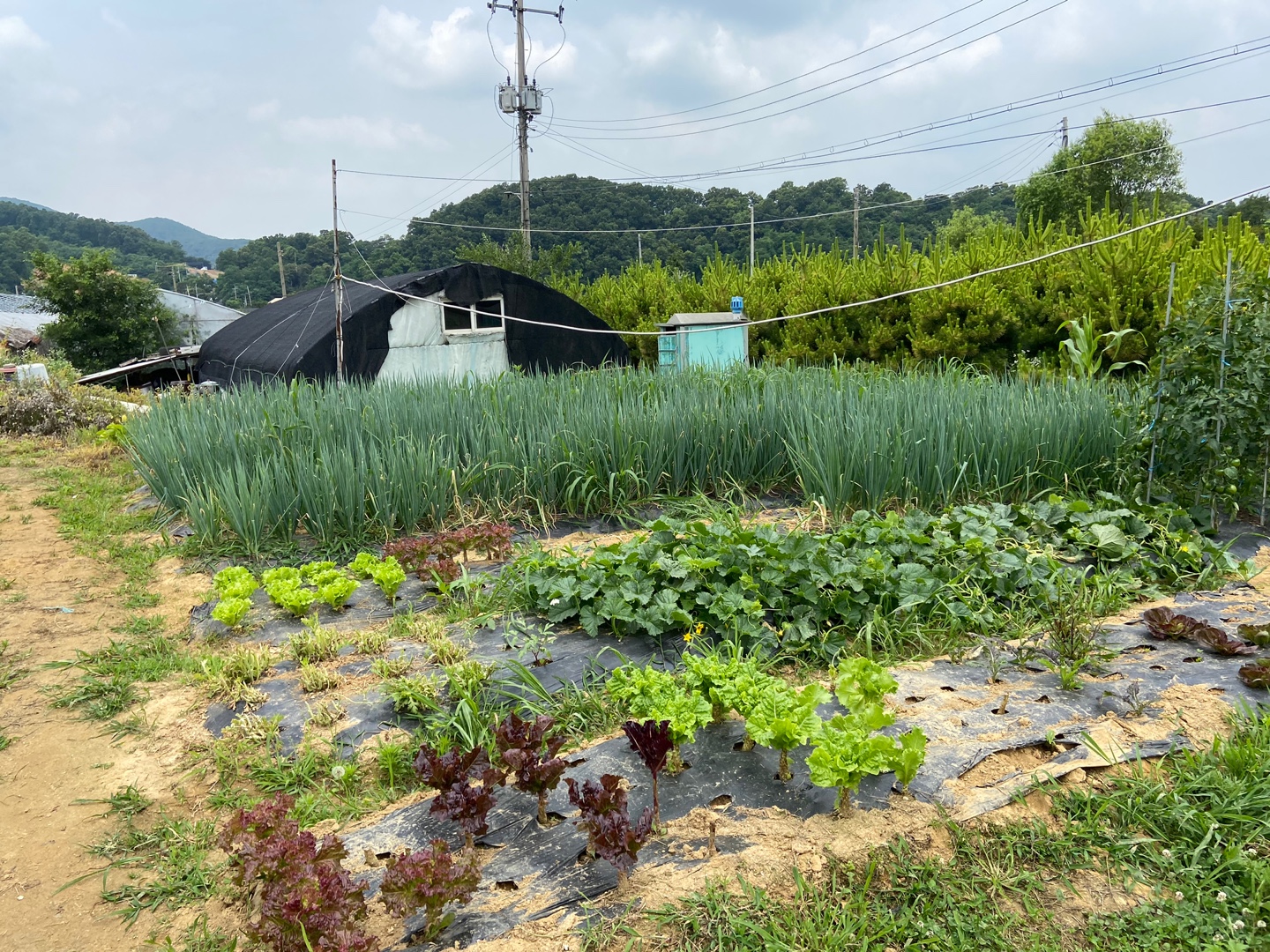 더그린 (8).jpg